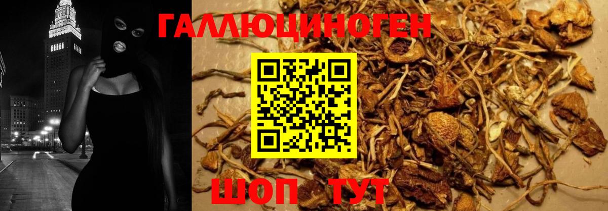 Зеленогорск  Псилоцибиновые грибы ЛСД  Галлюциногенные грибы MAGIC MUSHROOMS  Вход с VPN 